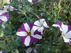 2010 Garten-Petunie „Lena Amarena“