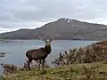 Ein Rothirsch am Ufer von Loch Quoich, im Hintergrund der Gairich