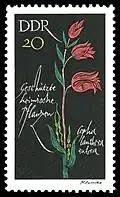 Briefmarke aus der Serie Geschützte heimische Pflanzen (DDR 1966)