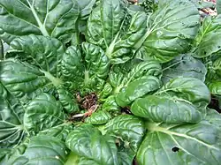 Tatsoi (Rosetten Pak Choi)