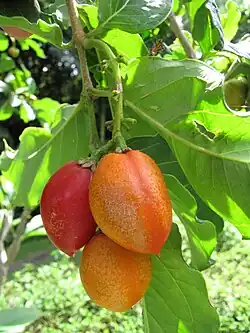 Bunchosia glandulifera