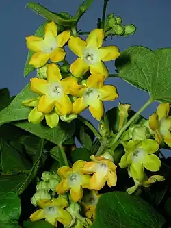 Telosma cordata