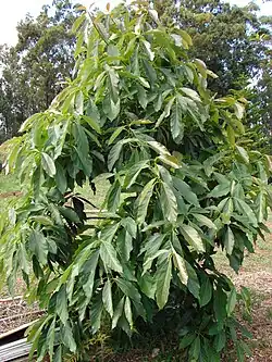 Avocadoblätter (getrocknet oder frisch)