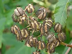 Früchte von Ricinus communis mit drei Teilfrüchten