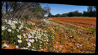 Blumen an der Bennets Road im Gundbooka-Nationalpark