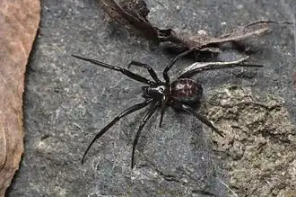 Steatoda capensis