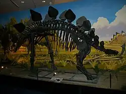 Stegosaurus-Skelett