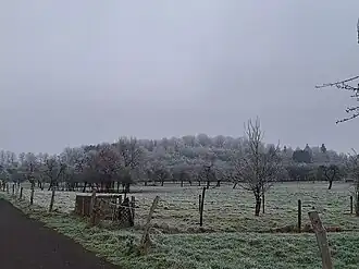Der Steimel von Wirges aus gesehen