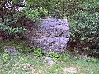 Konglomerat mit Farn und Eichen