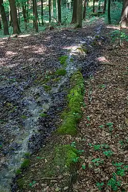 Steinerne Rinne am Buchenberg