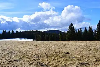 Weide am höchsten Punkt der Turneralm i.&nbsp;e.&nbsp;S., im Hintergrund nordwestlich der Steinplan.