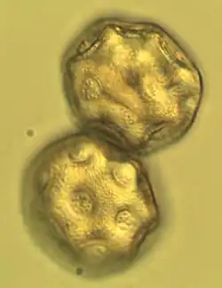 Pollen in Glycerin 400x