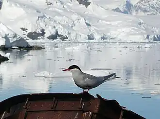 Antipodenseeschwalbe