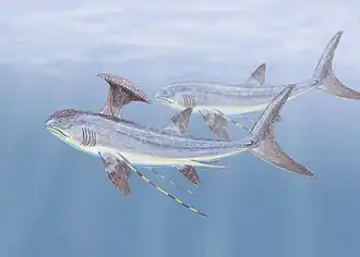 Stethacanthus altonensis, Lebendrekonstruktion von ♂ und ♀