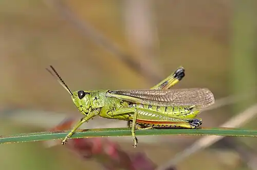 Männliche Sumpfschrecke (Stethophyma grossum)