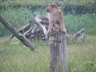 Affen bei Stichting AAP