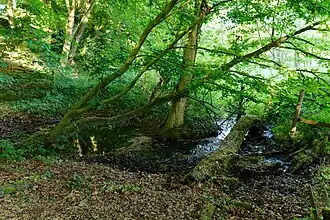 Stinderbachtal – Tümpel mit Totholz