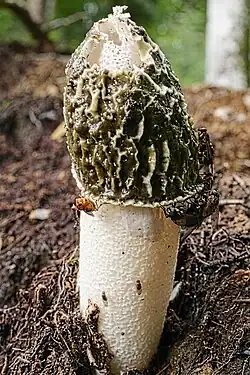 Derselbe Pilz nicht mit Insekten bedeckt.