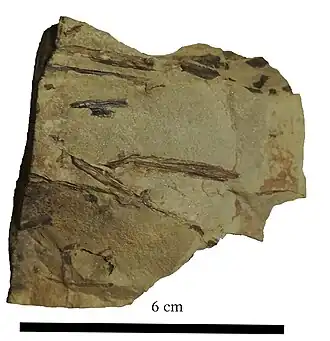 Reste der primitiven Landpflanze Stockmansella, Unterdevon, Nordrhein-Westfalen