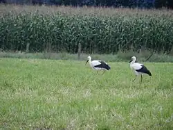 Storchenpaar Werner und Luise im Hervester Bruch