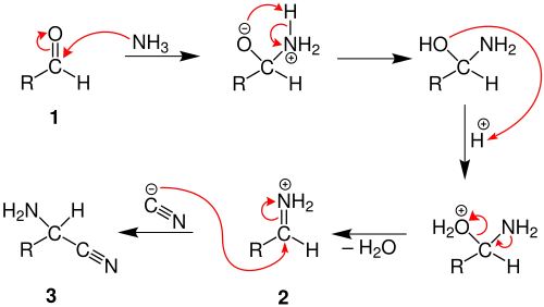 Mechanismus der Strecker-Synthese 1. Teil