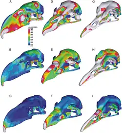 Stressmodell des Schädels von Andalgalornis (links), des Seeadlers (Mitte) und der Rotfußseriema (rechts); oben jeweils bei seitlichen Bewegungen, Mitte beim normalen Biss und unten bei Aufwärtsbewegungen