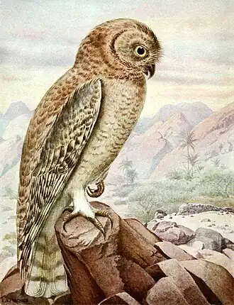 Omankauz (Strix butleri)