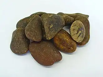 Bohnen der Ignatius-Brechnuss