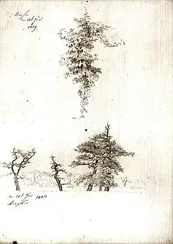 Studie von Weinlaub und Buchen, 1809