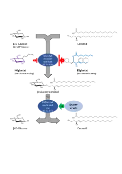 Reaktion des Glucosylceramidaufbaus und -abbaus sowie Einfluss der Substratreduktionstherapiepräparate Eliglustat und Miglustat bzw. Enzymersatztherapie