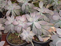 Graptopetalum paraguayense, Habitus