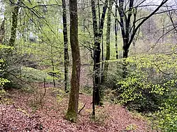 Suhler Siepen – linker Zufluss des Morsbach vom Nordhang des Hohenhagens