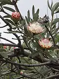 Protea caffra