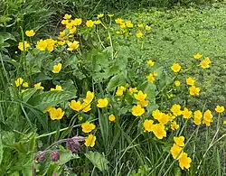 Sumpf-Dotterblume (1) (Caltha palustris)