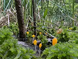 Sumpf-Haubenpilze (Mitrula paludosa) am Naturdenkmal Böses Loch in der Dresdner Heide