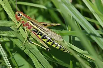 Sumpfschrecke (Stethophyma grossum) in Paarungsfärbung