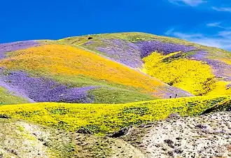 Superblüte im Carrizo Plain National Monument
