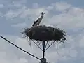 Storchennest im Ort