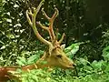 Tiefland-Barasingha (Rucervus duvaucelii)