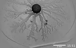 Schwarm von B. subtilis auf Agar
