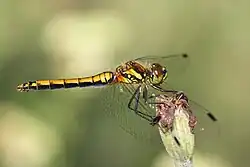 Schwarze Heidelibelle