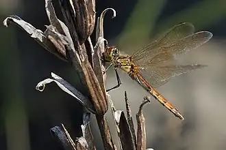 Sumpf-Heidelibelle ♀