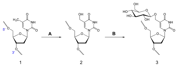 Synthese von D-Glucopyranosyloxymethyluracil