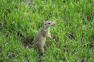 Europäischer Ziesel