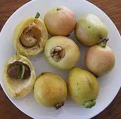 Rosenapfel (Syzygium jambos)