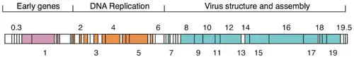 Schematische Ansicht des Genoms eines T7-Phagen. Die Abschnitte entsprechen Genen und sind mit der Gen-Nummer gekennzeichnet. Die Farben kodieren die dargestellten drei Funktionsgruppen, weiße Kästchen sind Gene mit unbekannter Funktion oder ohne Annotation. Modifiziert nach Häuser et&nbsp;al. 2012.[13]