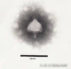 Teseptimavirus (ehem. T7likevirus) Autographiviridae