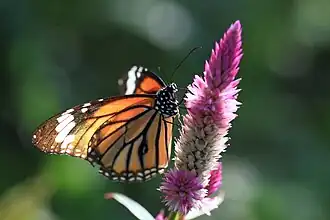 Danaus genutia
