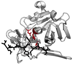 TEV-Protease