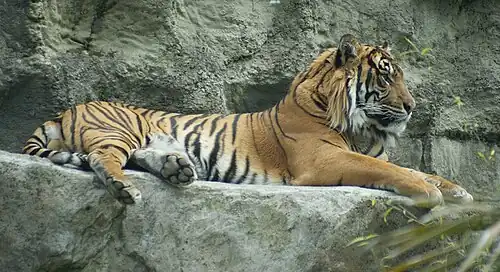Tiger (Panthera tigris)